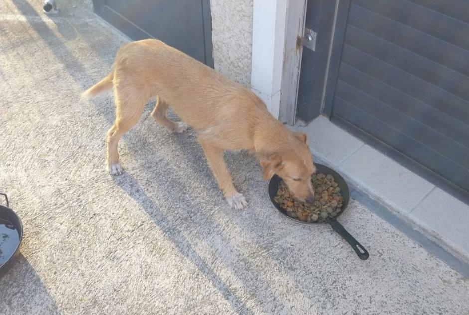 Discovery alert Dog Female Néfiach France Discovery alert Dog Female Néfiach France